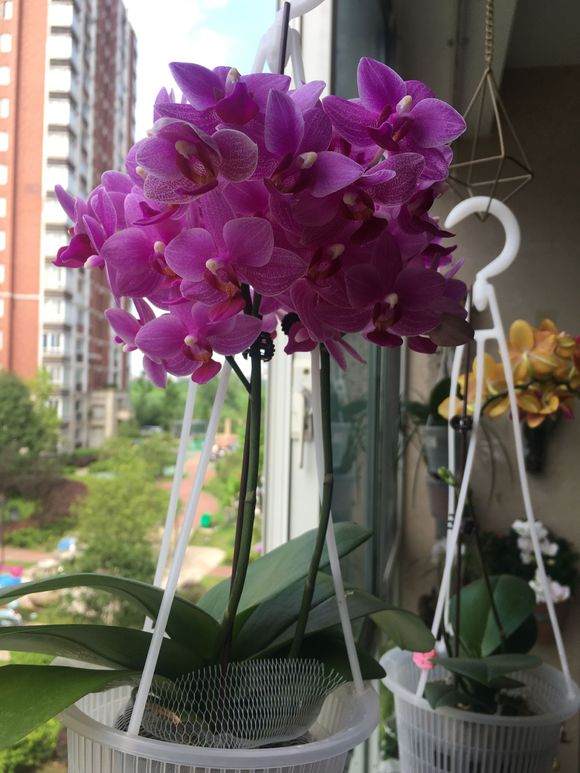 如何养好蝴蝶兰需要用什么肥料,蝴蝶兰的养育方法