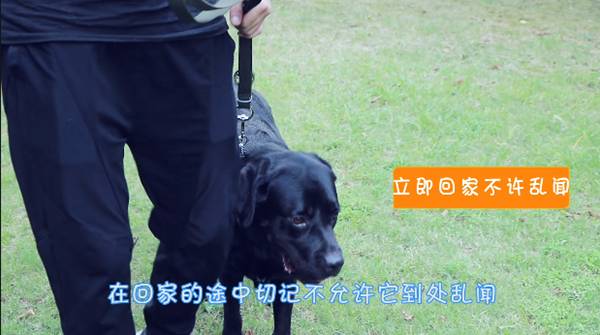 狗狗在家乱冲乱撞训练,狗狗在家乱咬东西怎么训练