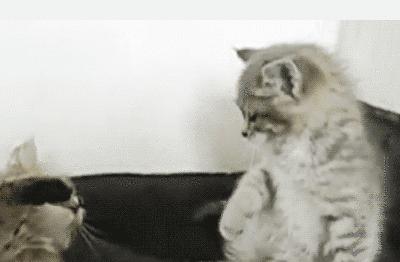 猫咪打架的5种真实原因,猫与猫咪之间打架会流血受伤吗