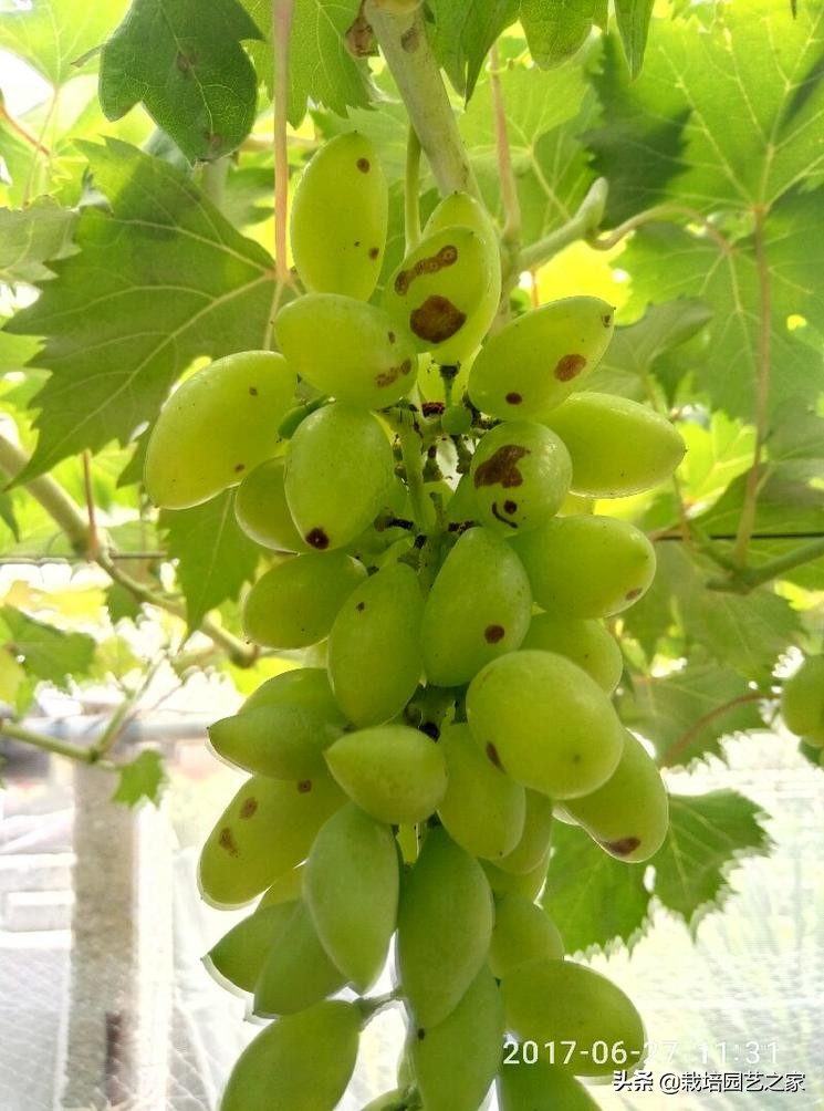 病害：这些图例都是黑痘病，危害很大，注意平时防范