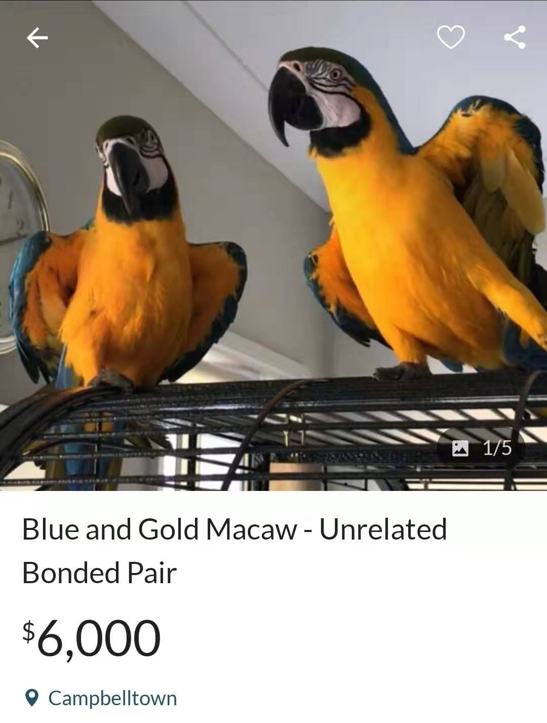 厨子逛澳洲鸟市，一对金刚鹦鹉只卖6000澳元，大家看看值不值？