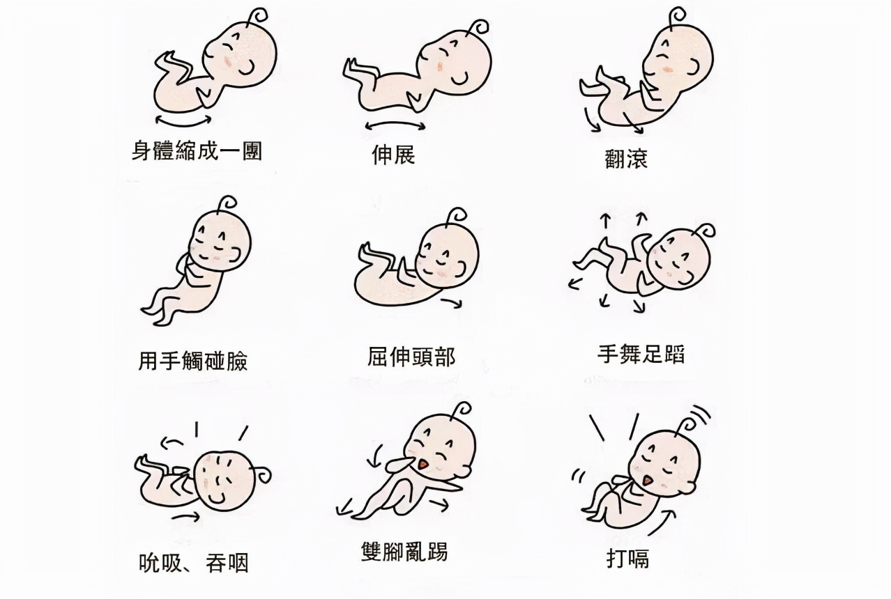 胎儿哪个时间段胎动最频繁,24周双胞胎胎动一个好静一个好动