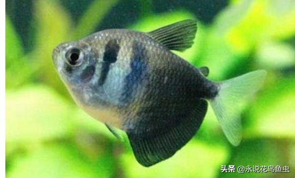 什么观赏鱼好看也好养视频,什么观赏鱼好看又皮实