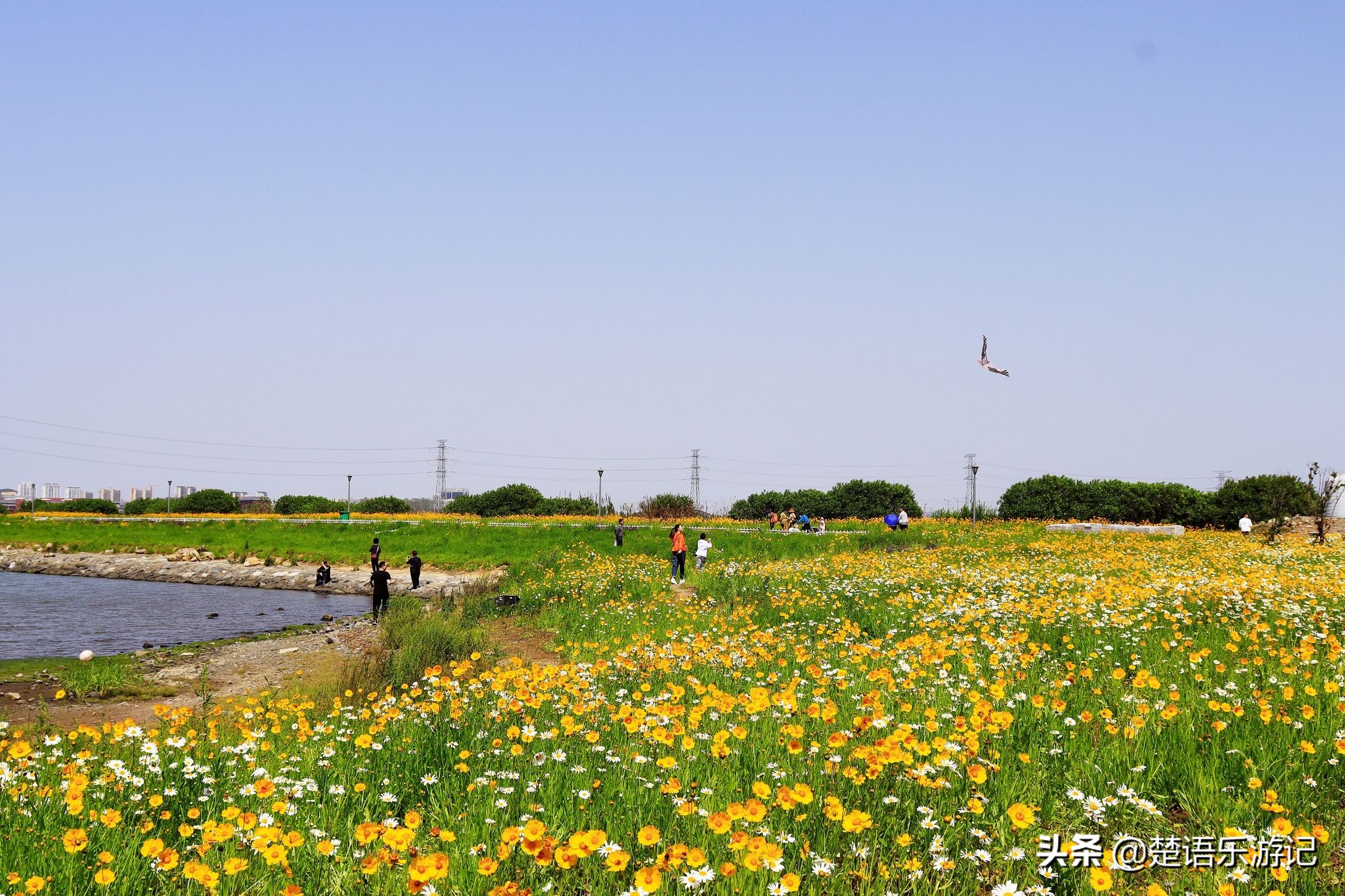 宁波大闸桥花海,宁波风景花海