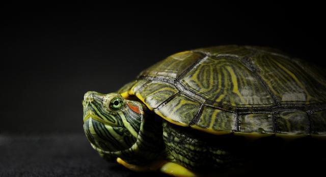 大量巴西龟,大量巴西龟最后到哪了