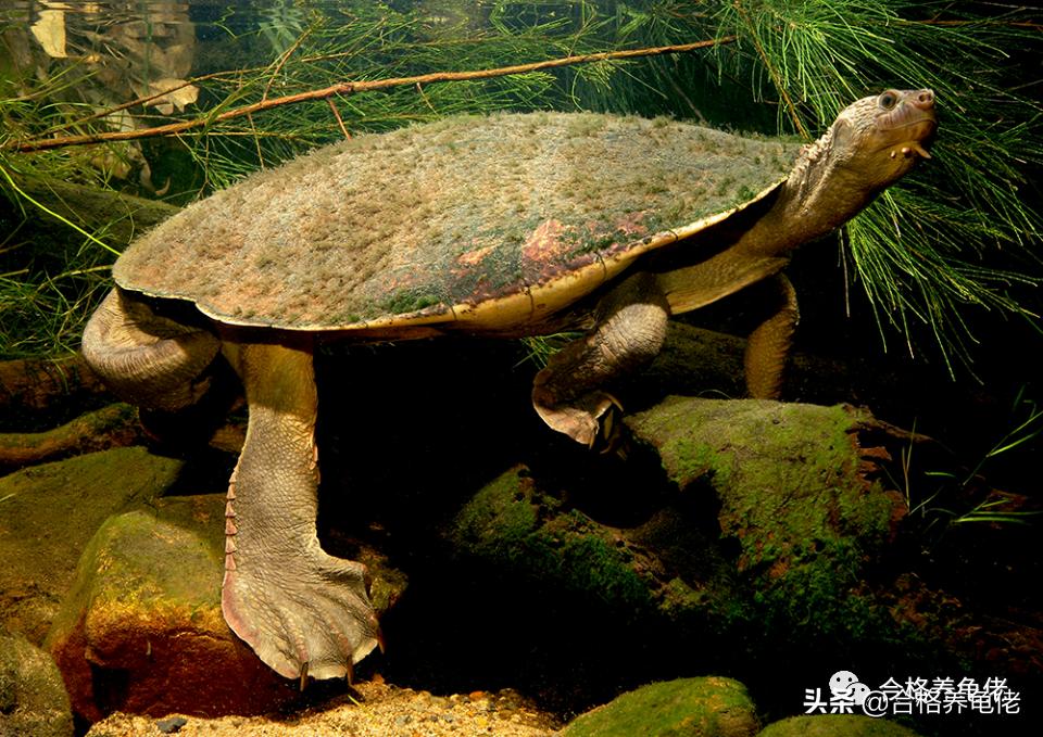 龟断尾干养多久才好,小青龟断尾怎么回事