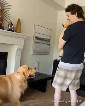 大金毛不听话怎样训练,大金毛根本不听话怎么办