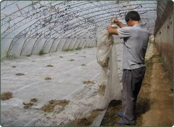 白菜根肿病特点及防治措施,根肿病防治技术