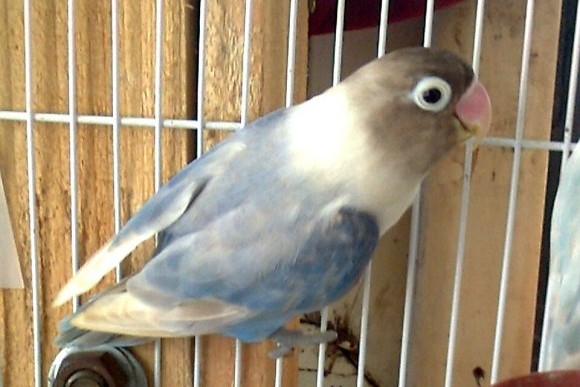 面类牡丹鹦鹉品种介绍及图片,牡丹鹦鹉品种介绍及图片和名字