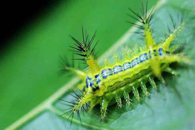 被洋辣子蛰到最有效的方法,洋辣子被蛰的处理方法