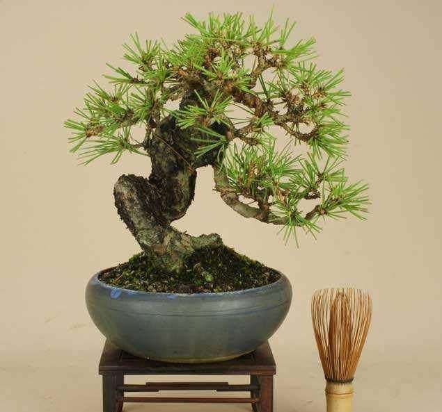 黑松嫁接的千寿丸盆景如何养护 (福建莆田黑松盆景的养护方法)