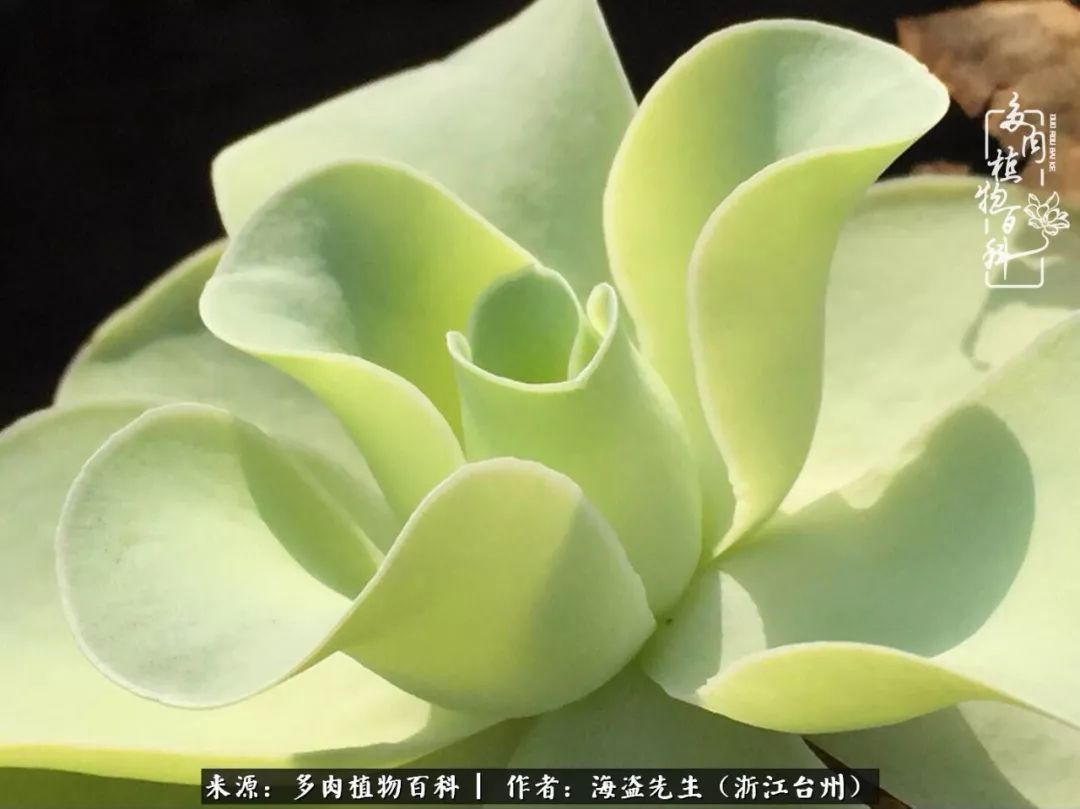 多肉玫瑰怎么才能出状态,多肉山地玫瑰唤醒方法