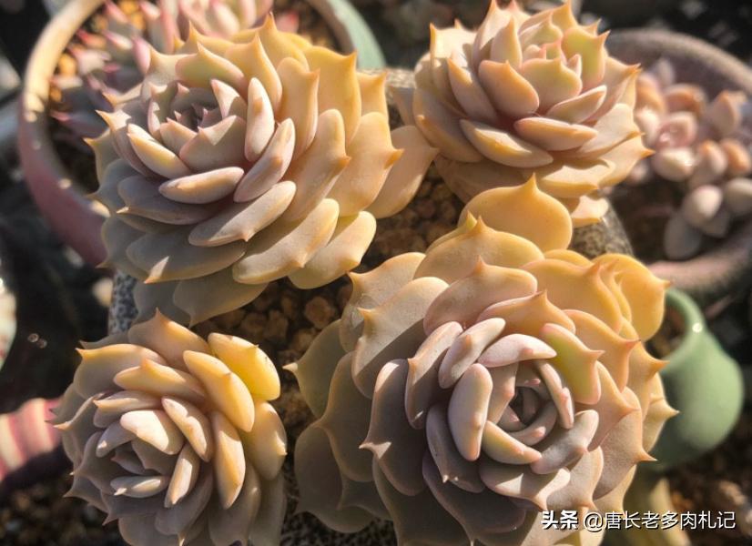 露娜莲多肉怎么出颜色,多肉露娜莲的养护方法