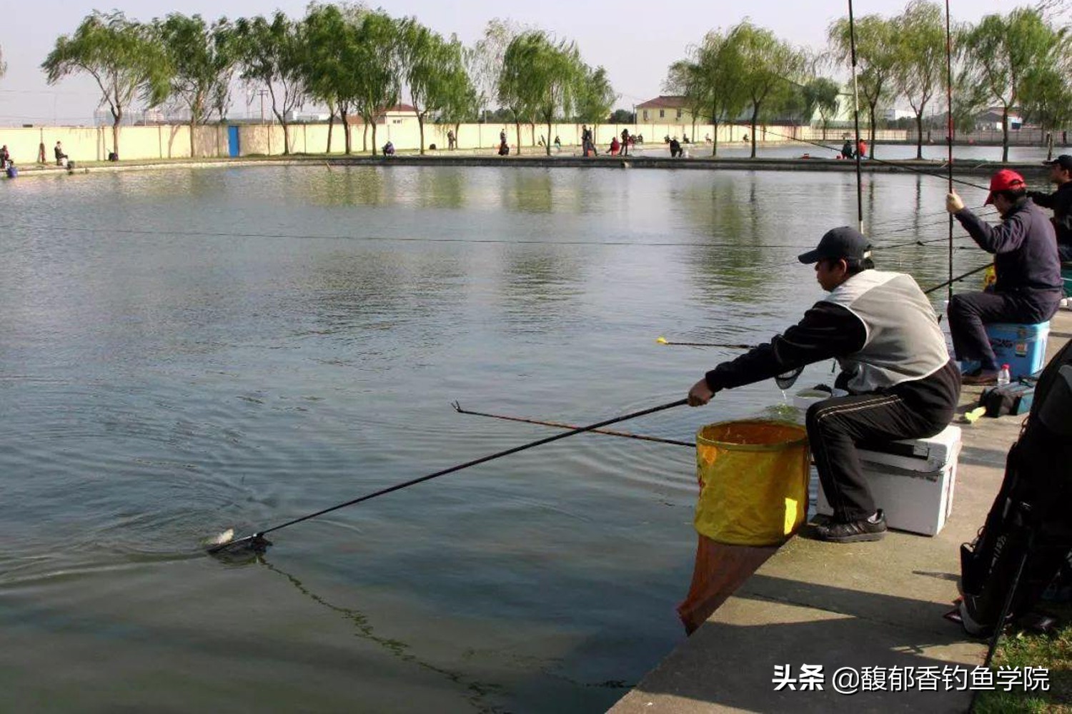 鲤鱼适应的最佳温度是多少,温度太高鲤鱼是不是不开口