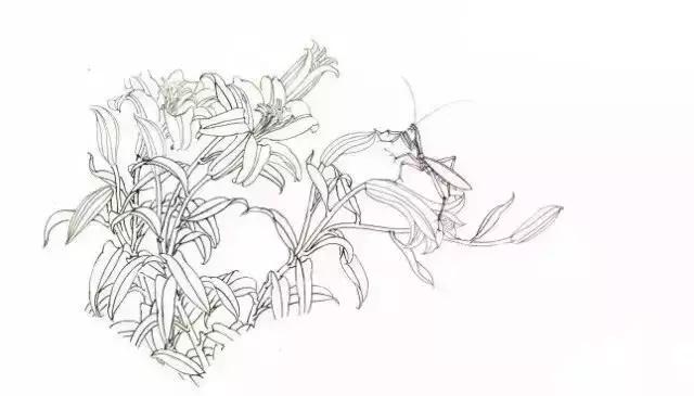 工笔百合花朵设色步骤,工笔重彩油画百合