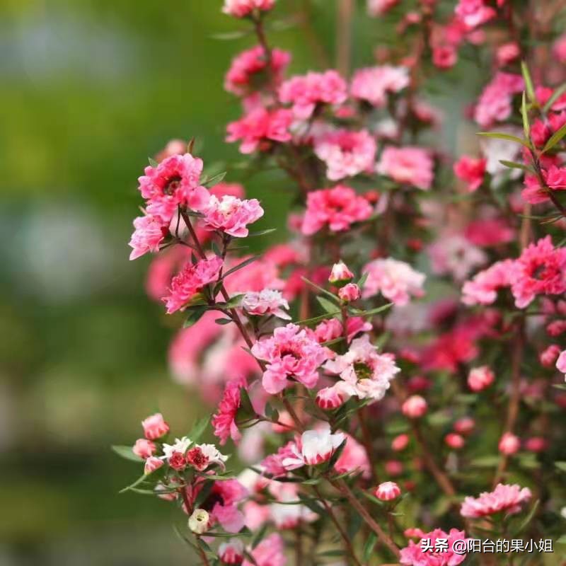 岁寒三友的梅指什么,岁寒三友指的是什么花