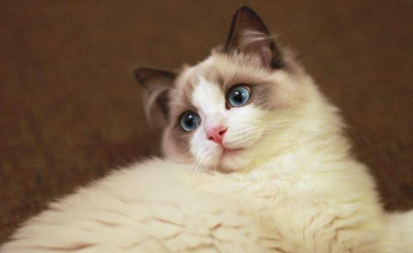 猫中贵族一只多少钱,猫多少钱一只波斯猫