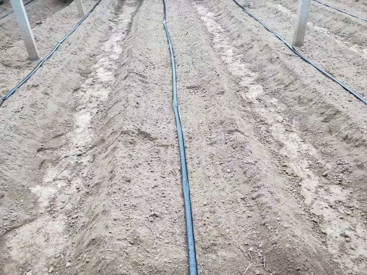 种植番茄盖地膜的正确方法图片,番茄种植地膜要不要全覆盖