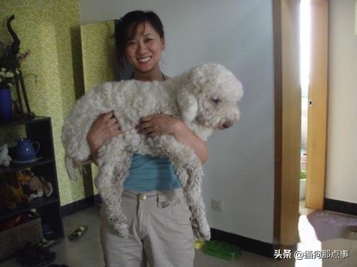 狗狗怀孕了需要注意什么,狗狗第一次来姨妈需要注意什么