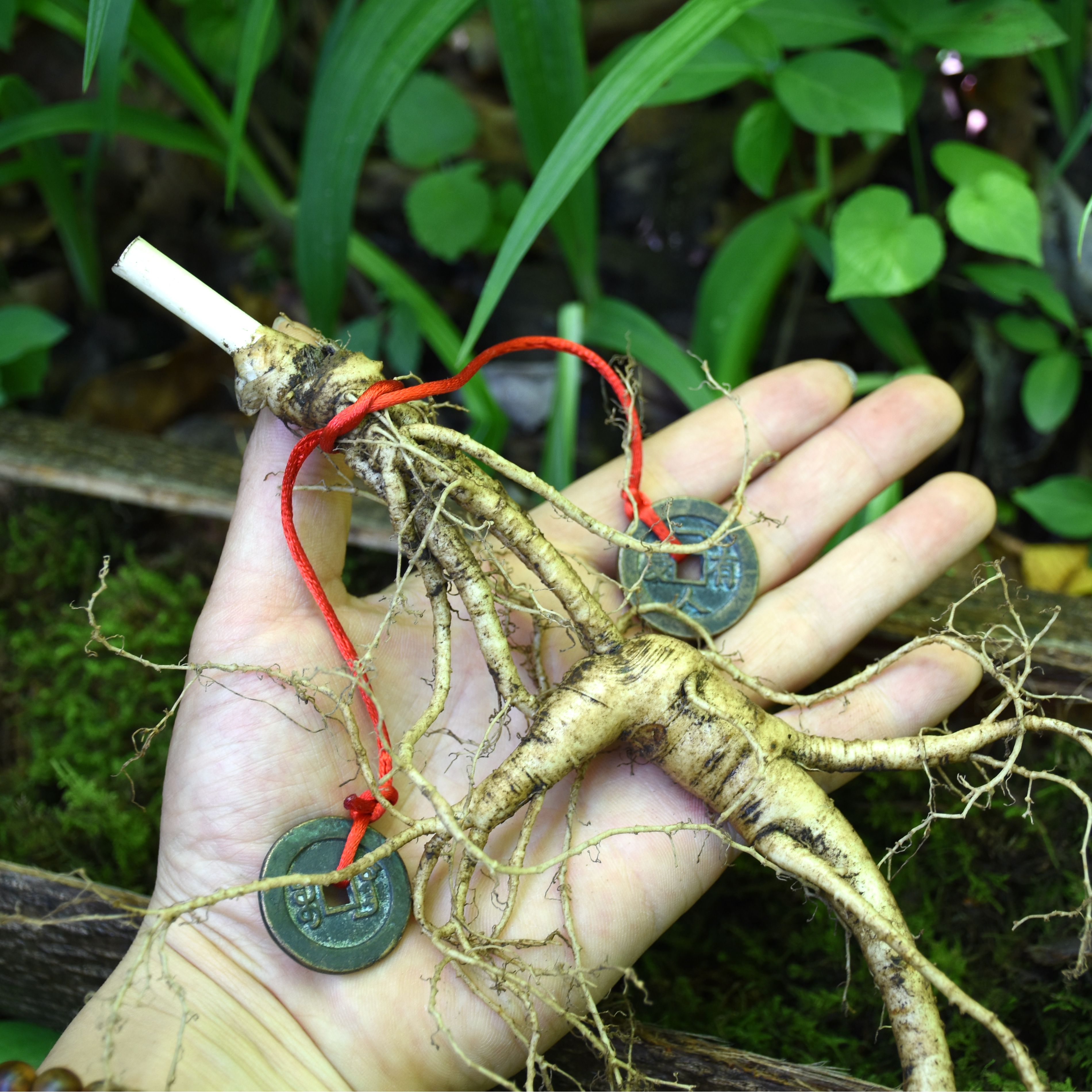 千年的人参修炼成精,神话千年人参成精