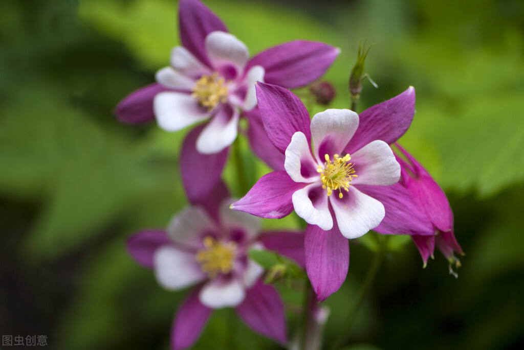 郁郁葱葱的多肉植物,适合阳光足的一年四季开花的植物