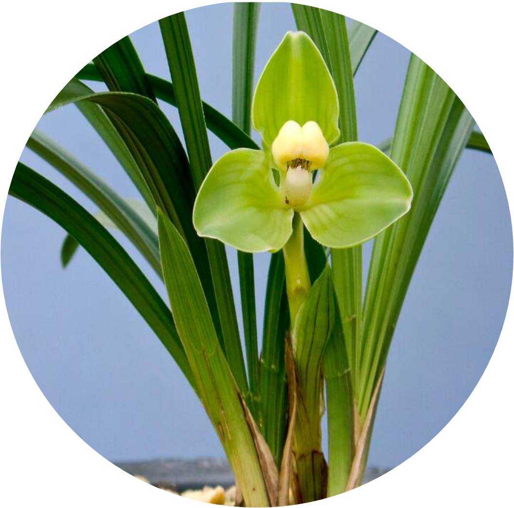 菊竹梅兰图欣赏,花中四君子的兰花图片