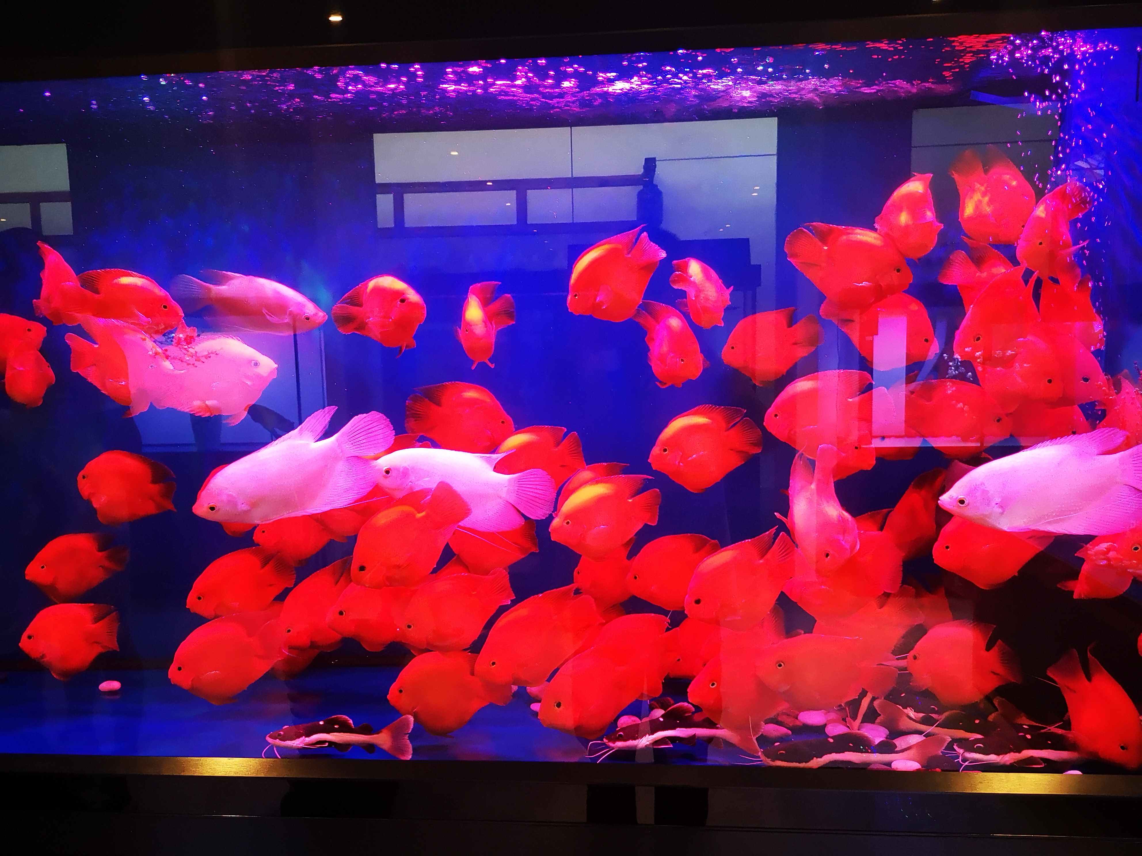 观赏鱼总是打架受伤怎么办,蓝鲨观赏鱼身体被咬外伤怎么办