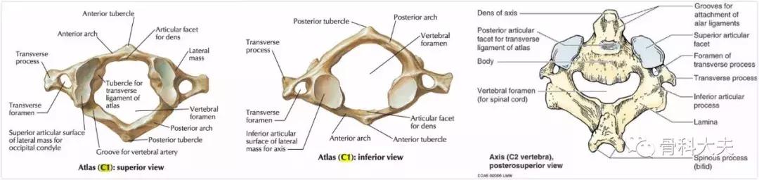 脖子突然往一边歪是怎么回事,孩子脖子突然歪了怎样矫正