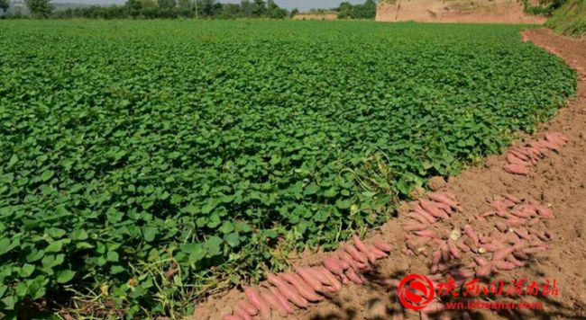 玉田红薯新品种,新品种红薯图片大全