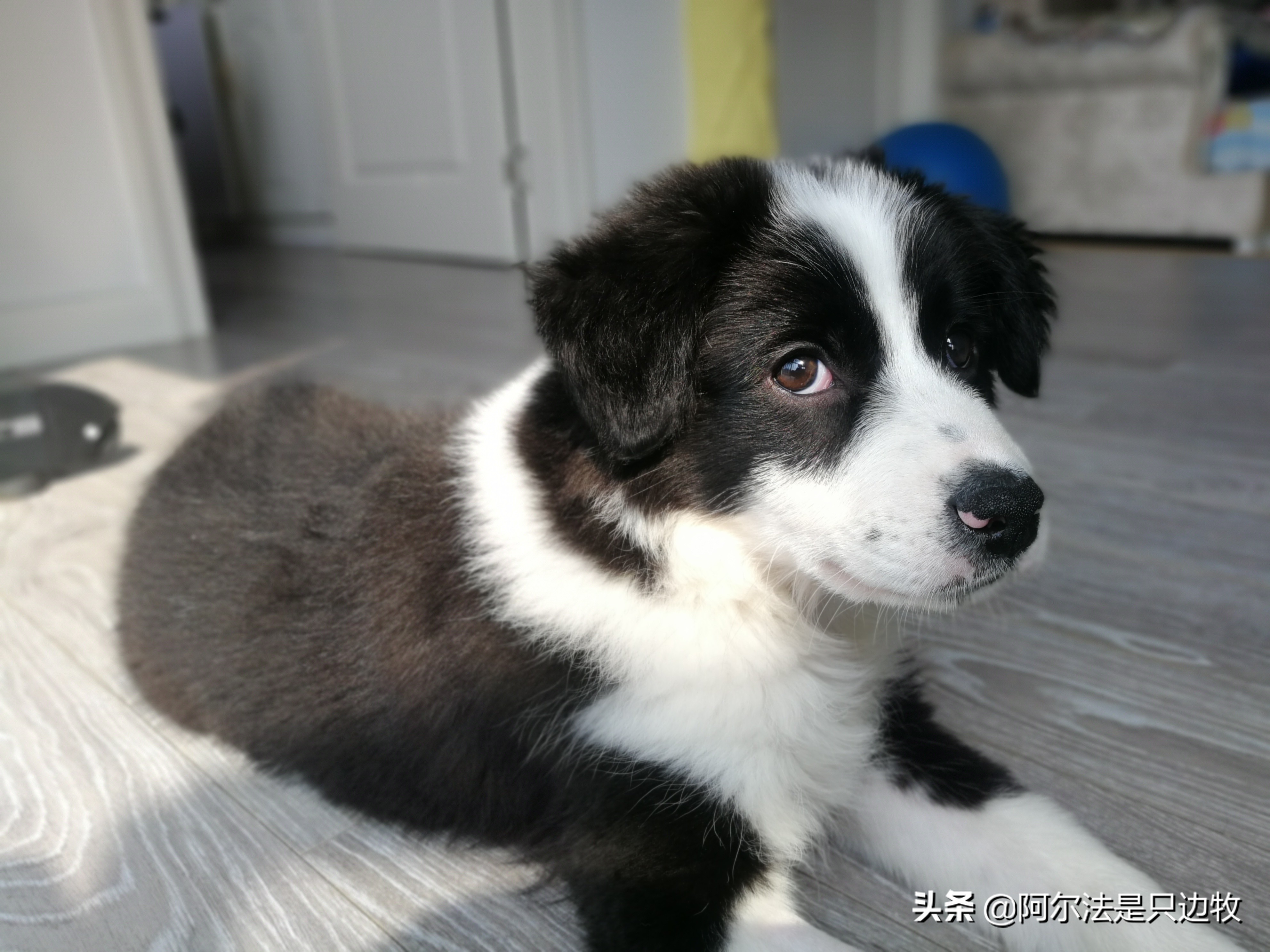 怎样用诱导剂训练狗狗定点上厕所,怎么教狗狗上厕所定点大小便