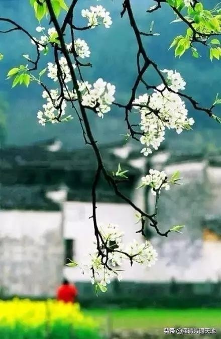 诗词大会寻味飞花令,诗词大会飞花令相思