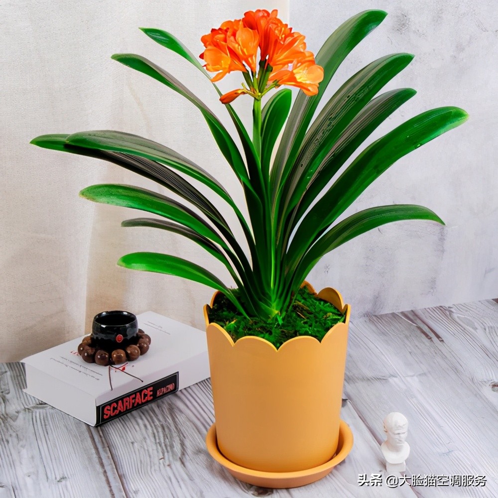 大脸猫推荐理由,大脸猫保健品