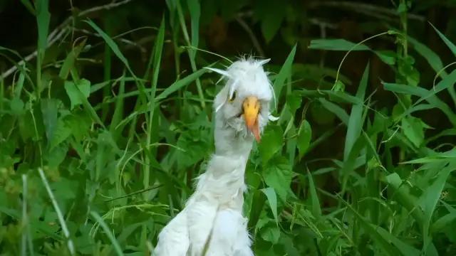 你在搞笑吗韩语,bbc搞笑视频