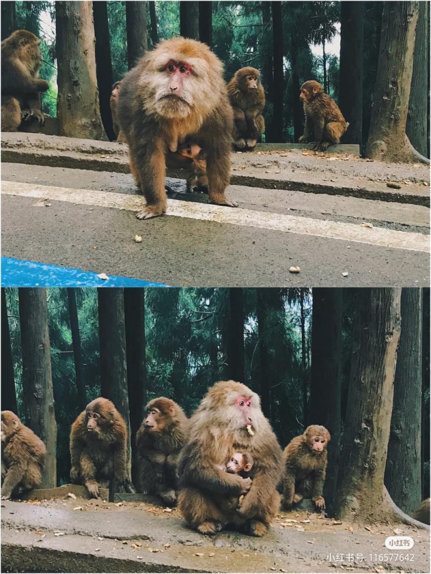 成都市内泡汤温泉第一名,成都周边温泉谷
