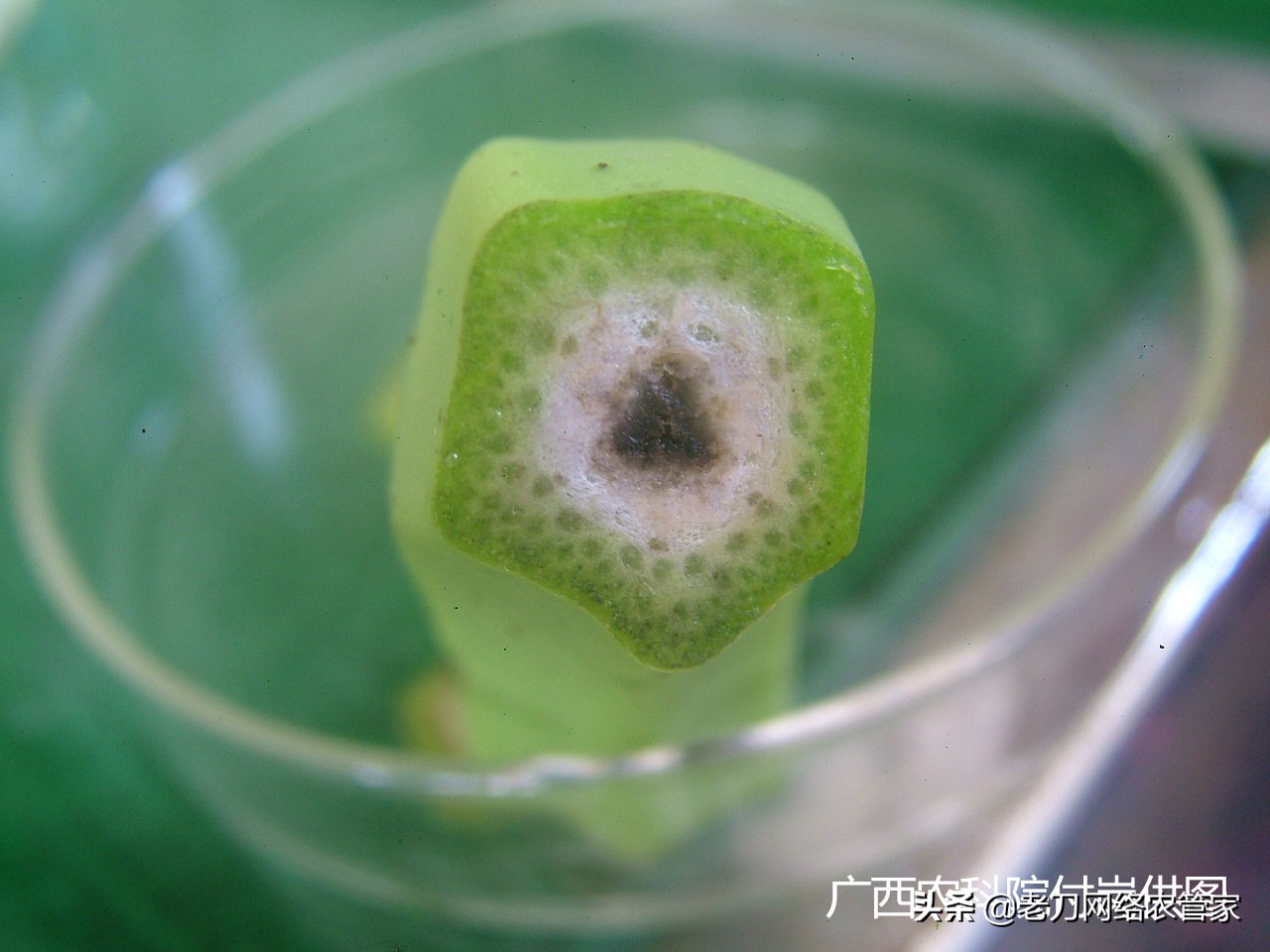 果指顶腐病、雪茄顶腐病?其实就是香蕉“烟头病”