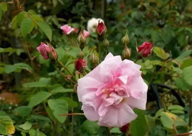 玫瑰花有哪些品种,玫瑰花有哪些品种大全