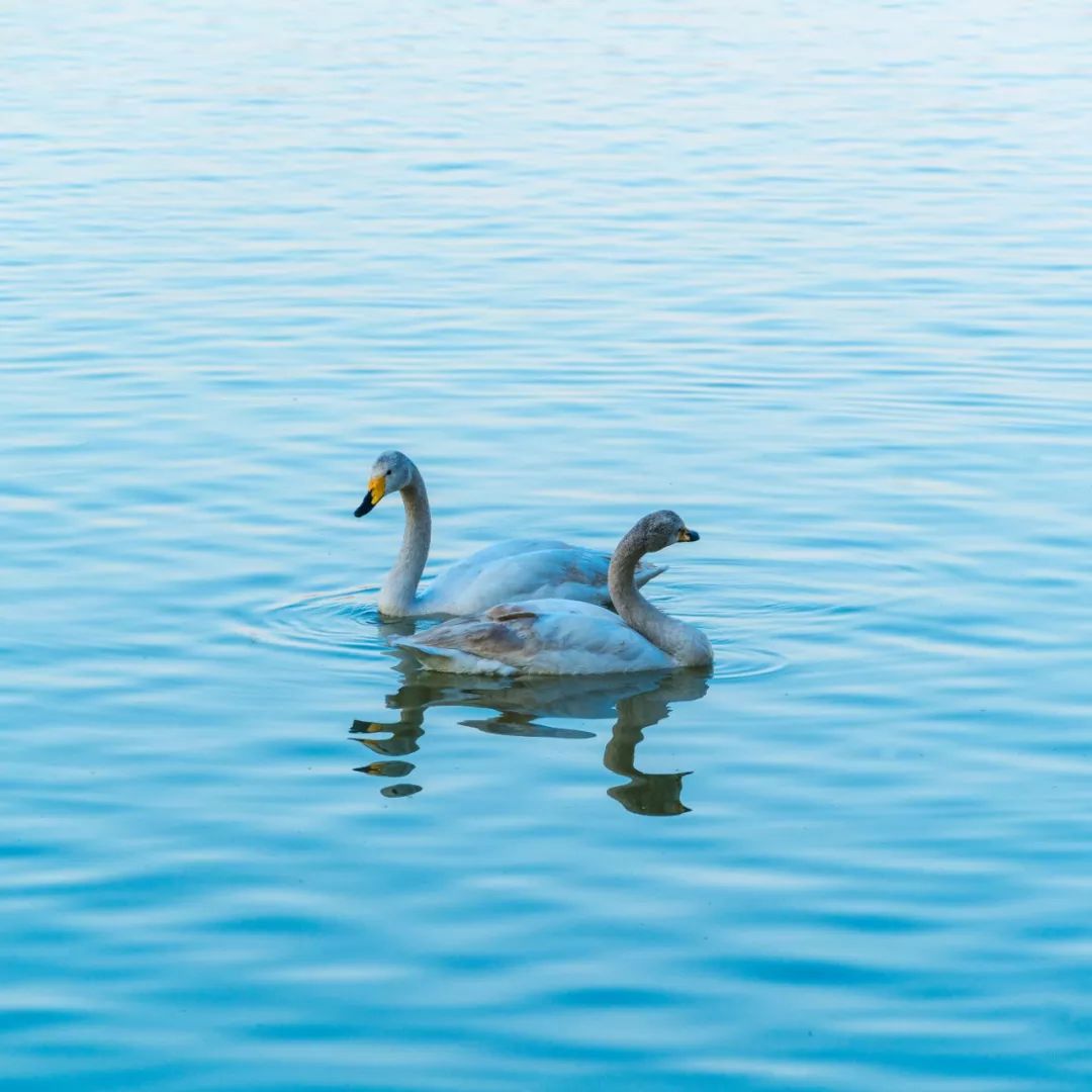 三门峡中流砥柱,中流砥柱三门峡大坝