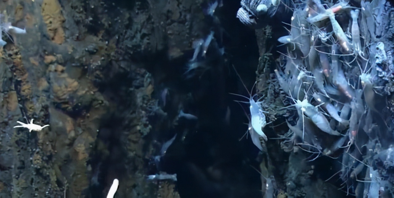 生活在450℃海底热泉旁的虾，用火锅能煮熟它吗？