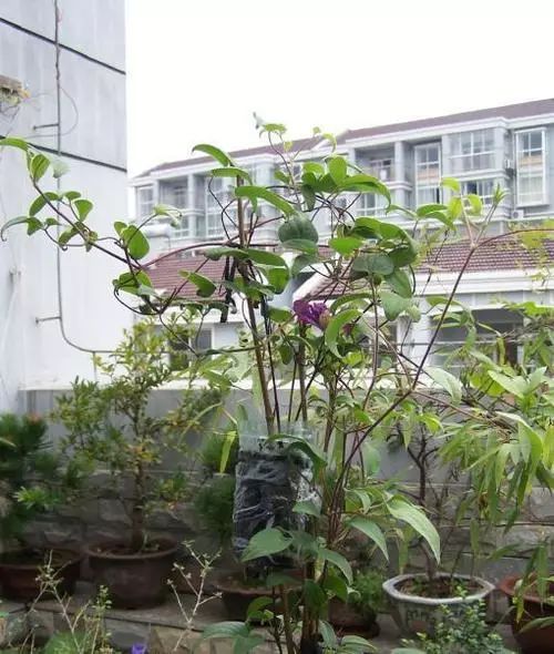 压条属于根繁殖还是茎繁殖,压条繁殖包括哪三种方式