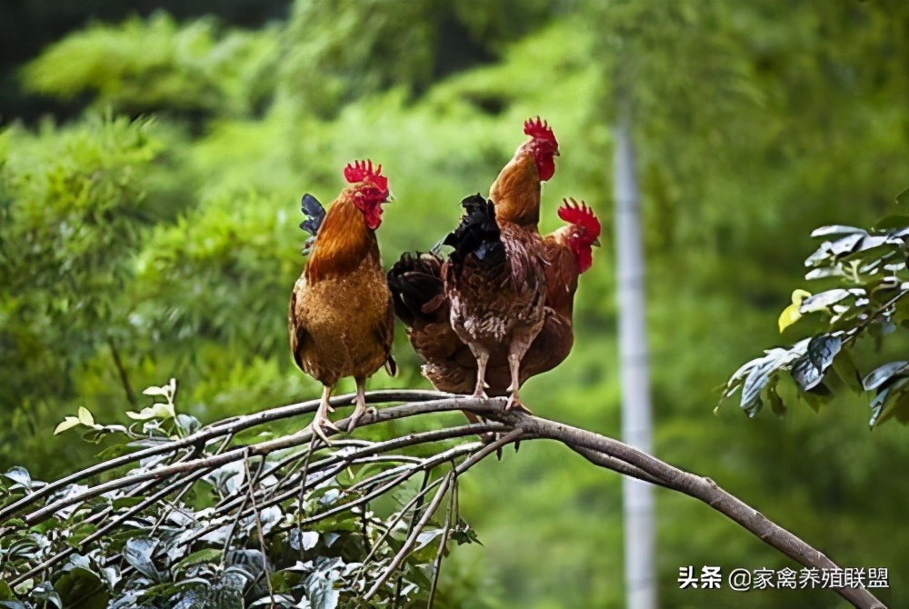 散养土鸡怎样找销售,自己散养土鸡怎么才能销售