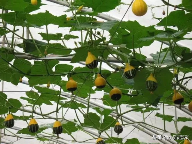 惠州候鸟二手别墅价格,惠州全球候鸟度假别墅预订