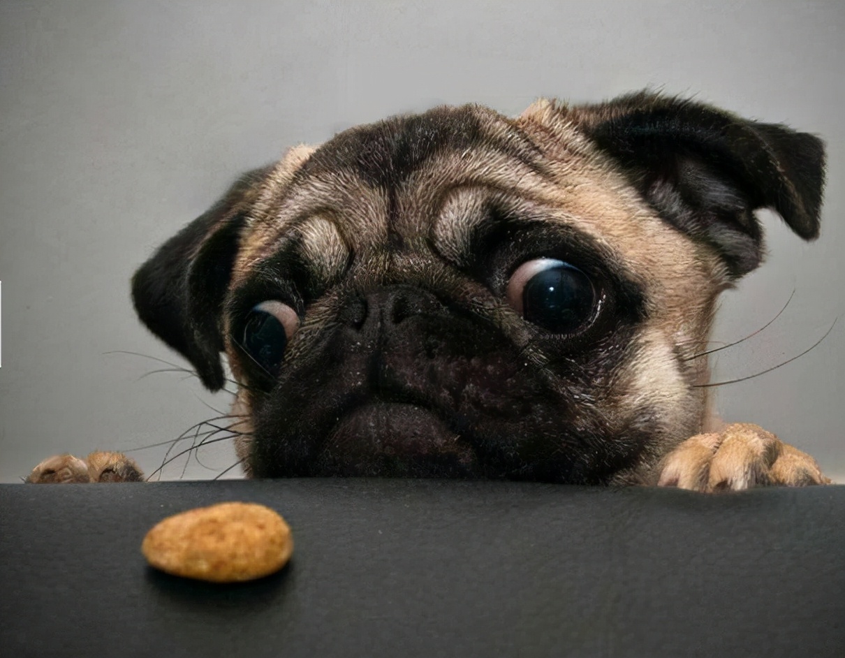 巴哥犬冷知识你知多少,巴哥犬的六大缺点