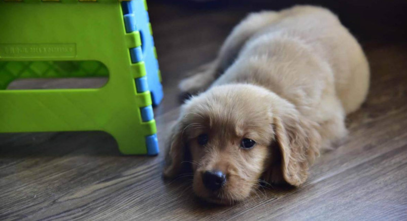 辟谣狗狗木糖醇,辟谣狗狗不能吃的东西