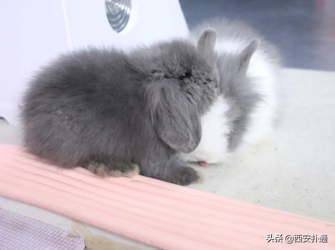 西安撸兔店,西安撸兔体验馆团购