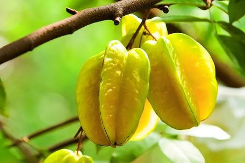 狗狗禁止吃的20种食物列表,狗狗不能吃的6种蔬果养狗须知