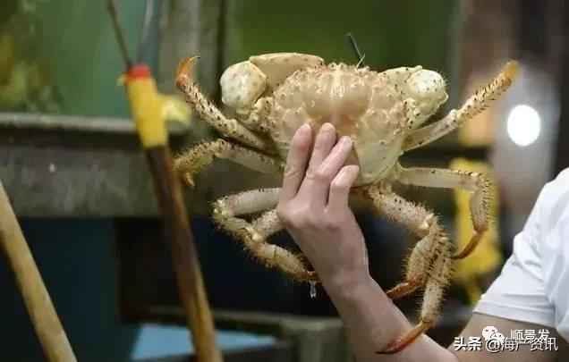 春节必买的海鲜,一年四季海鲜怎么选