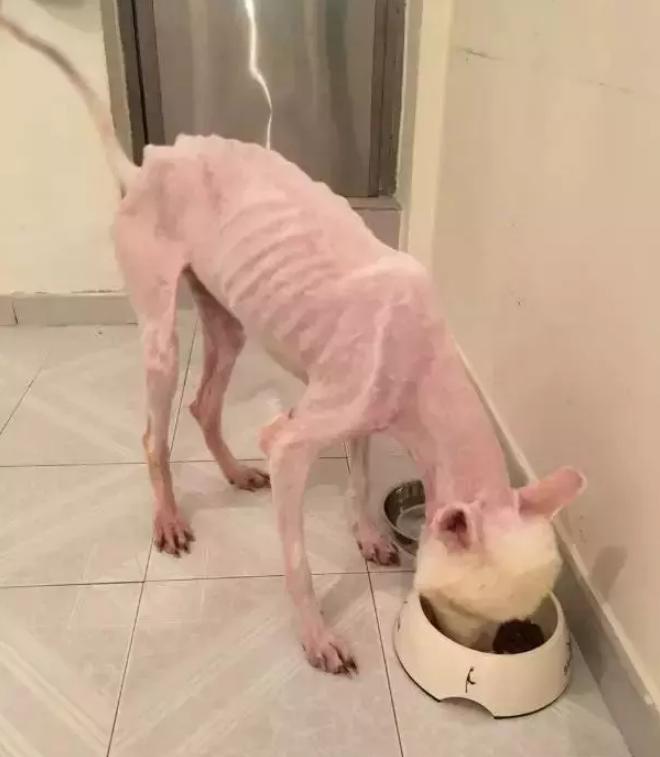 萨摩耶狗狗找领养,领养狗狗萨摩耶免费