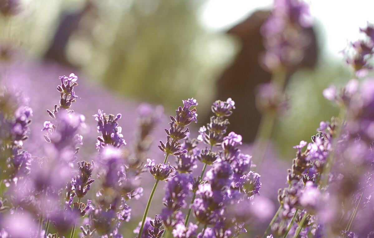 伊犁霍城薰衣草普罗旺斯,霍城薰衣草和北海道普罗旺斯