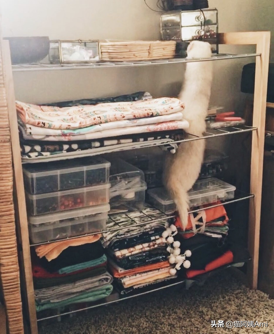 养只雪狐当宠物,宠物雪貂怎么养