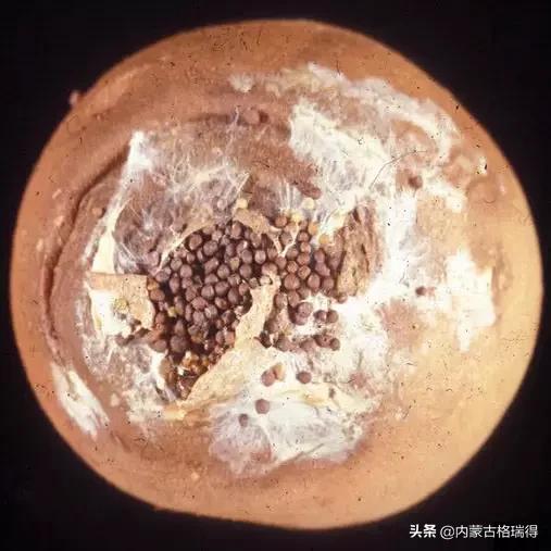 马铃薯豆角病害图谱,马铃薯病害图谱大全